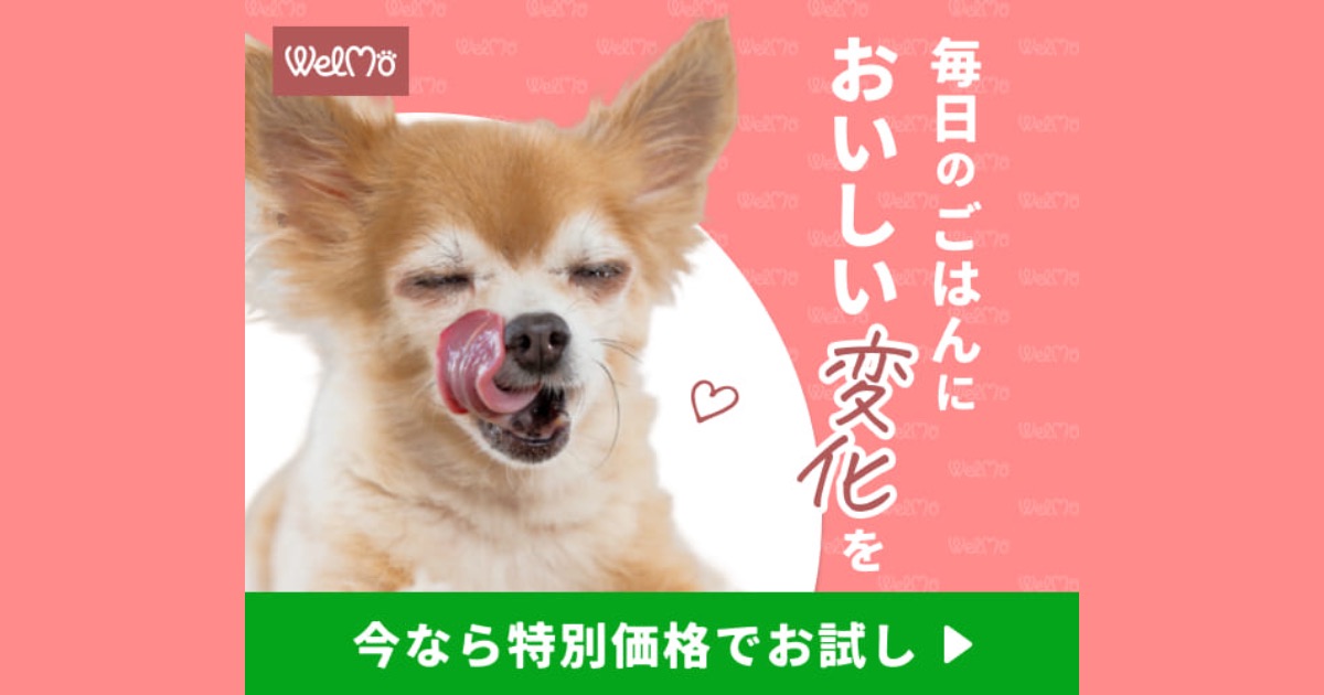 【無添加】WelMoのトッピングフード口コミ・評判から分かる愛犬が喜ぶ健康ごはん