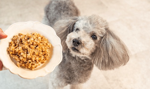 【保存料無添加】わんこ想いの口コミ・評判から分かる選ばれる5つの理由