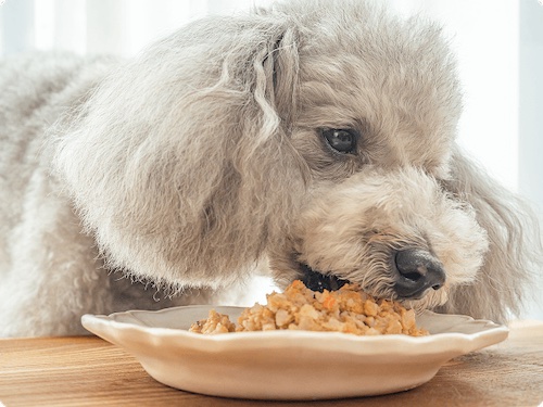 【保存料無添加】わんこ想いの口コミ・評判から分かる選ばれる5つの理由