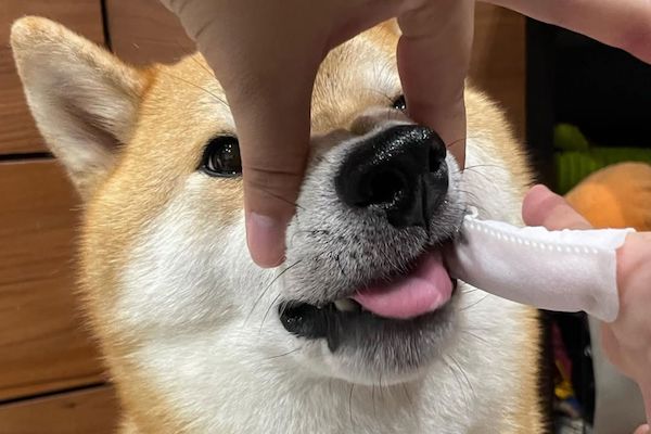 【口コミ・評判】犬の口臭ケア革命デンタブラックの魅力を徹底解説