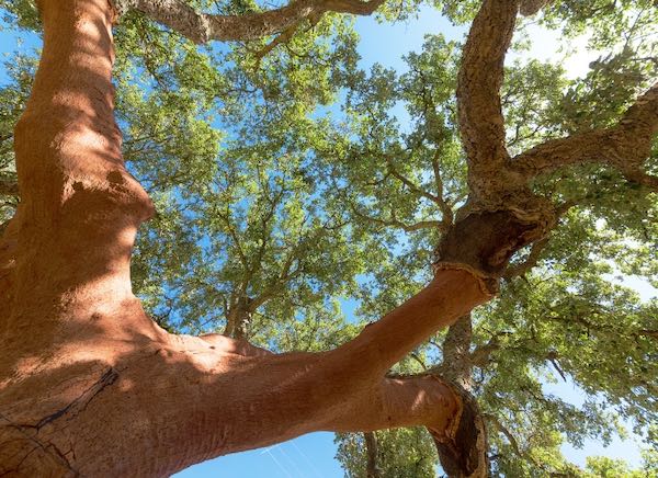 【口コミ・評判】天然コルクを使ったトラベルグッズtabitabi｜サステナブルに旅する新定番