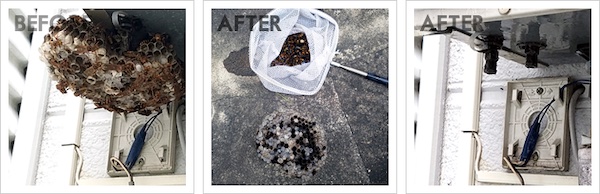 【口コミ・評判】猿太郎の蜂の巣駆除とは？スズメバチ・アシナガバチ対応と料金の仕組み【最短即日】