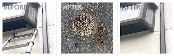 【口コミ・評判】猿太郎の蜂の巣駆除とは？スズメバチ・アシナガバチ対応と料金の仕組み【最短即日】