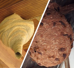 【口コミ・評判】猿太郎の蜂の巣駆除とは？スズメバチ・アシナガバチ対応と料金の仕組み【最短即日】