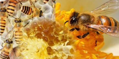 【口コミ・評判】猿太郎の蜂の巣駆除とは？スズメバチ・アシナガバチ対応と料金の仕組み【最短即日】