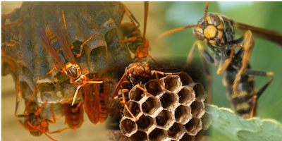 【口コミ・評判】猿太郎の蜂の巣駆除とは？スズメバチ・アシナガバチ対応と料金の仕組み【最短即日】