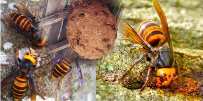 【口コミ・評判】猿太郎の蜂の巣駆除とは？スズメバチ・アシナガバチ対応と料金の仕組み【最短即日】