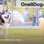 【初回送料無料】もちごめ兄弟ちゃんねる発「One8Dog（ワンエイトドッグ）」は本当にいい？口コミと特徴を徹底解説