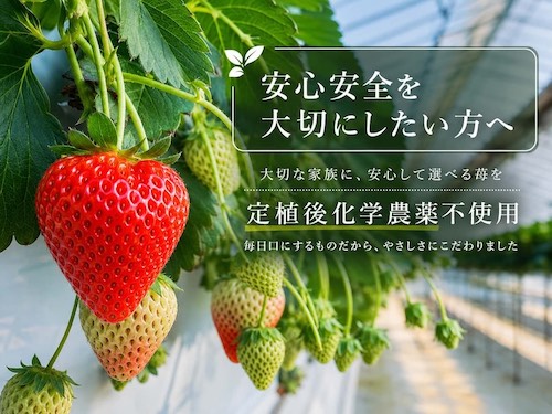 苺の花ことばの口コミ・評判は?化学農薬不使用で育てた越後姫ギフトの魅力を紹介