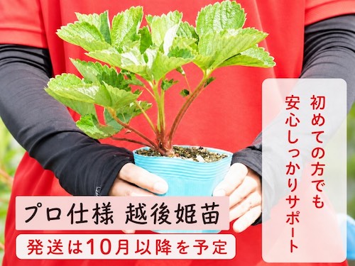 苺の花ことばの口コミ・評判は?化学農薬不使用で育てた越後姫ギフトの魅力を紹介